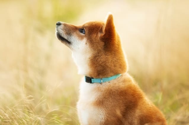 ペット葬について